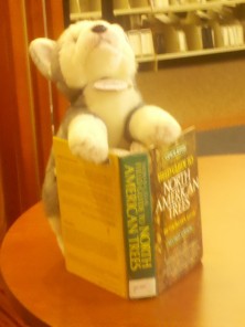 Wolfiewbook Wolfiewbook e1322330227330