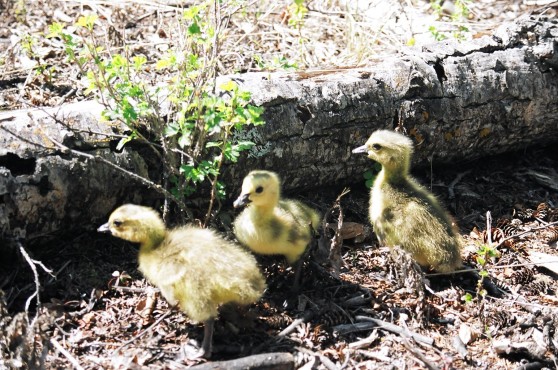 BABY DUCKS!!