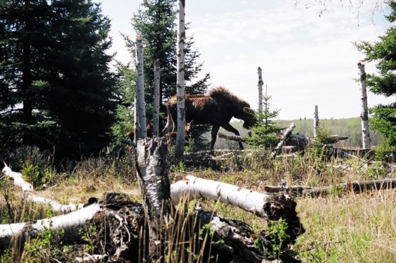 mama moose on island in northern alberta