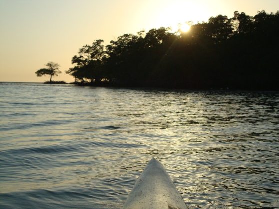Paddling in the everglades