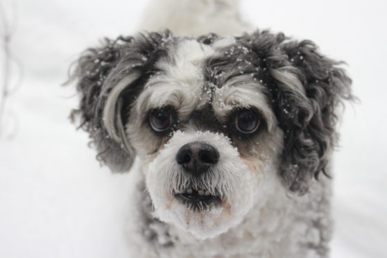 Luna in the snow