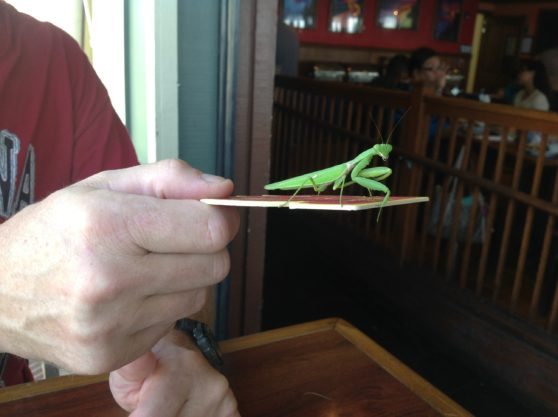 14 preying mantis in Hawaii