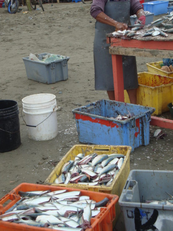 catch of the day Puerto Lopez